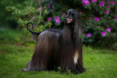 Dogs With Long Hair