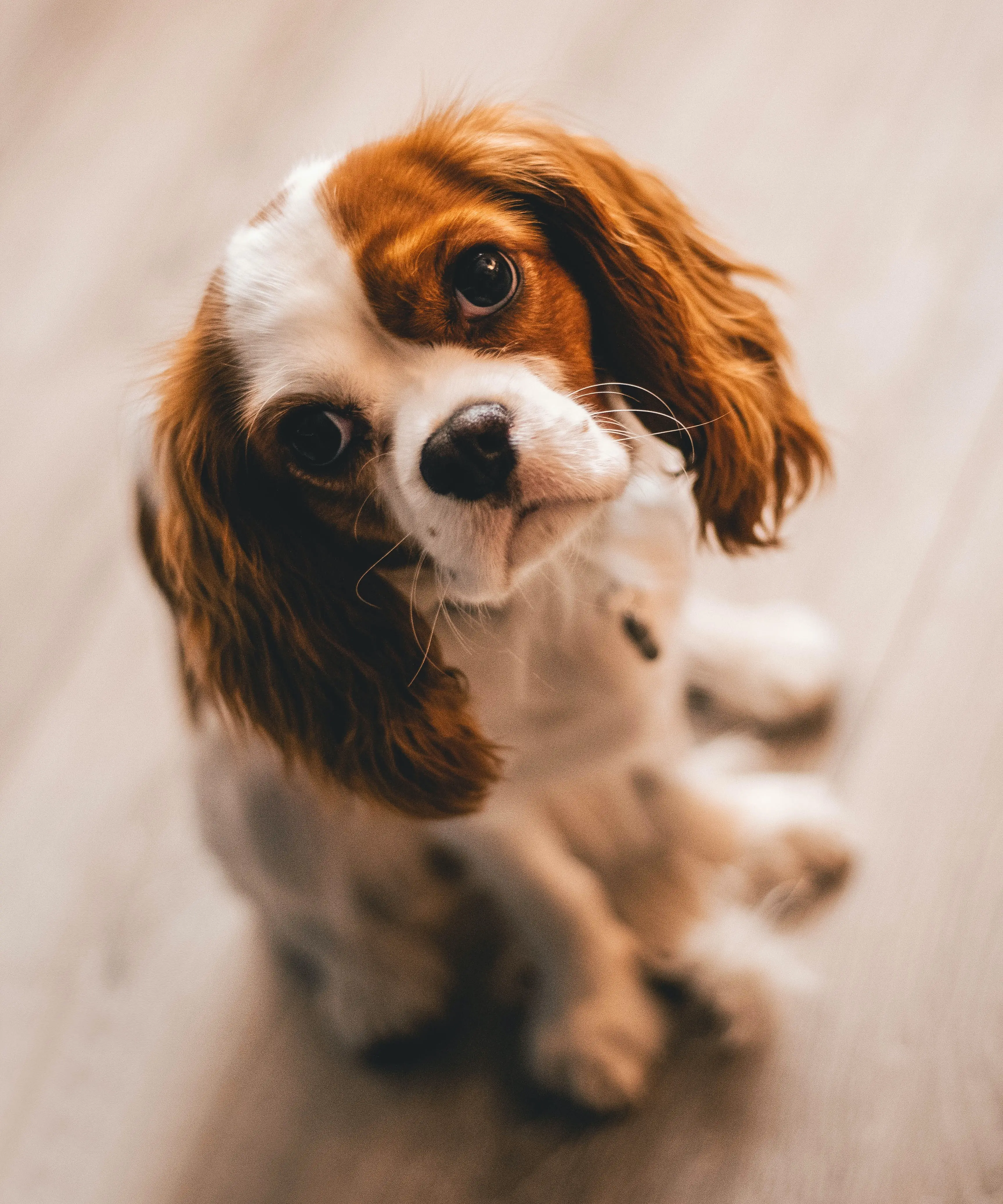 Dogs With Floppy Ears